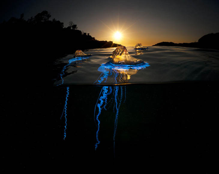 Bluebottle Army: Bluebottle Cnidarian, Bushrangers Bay, Nsw Australia