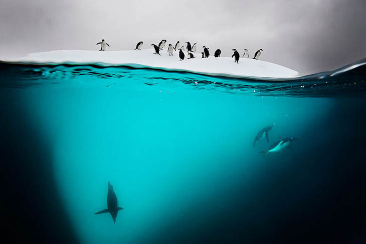 Penguins