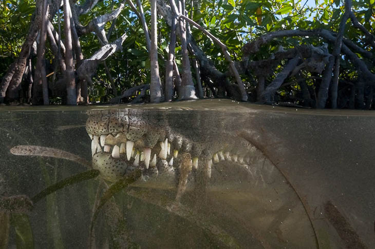 Your Move: American Crocodile, Jardines De La Reina, Cuba