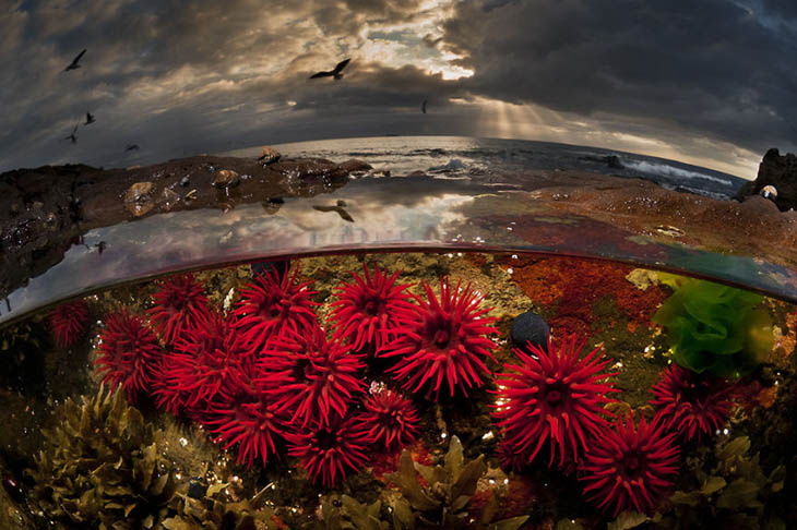 Crimson Tide: Waratah Anemones, Port Kembla, Nsw Australia