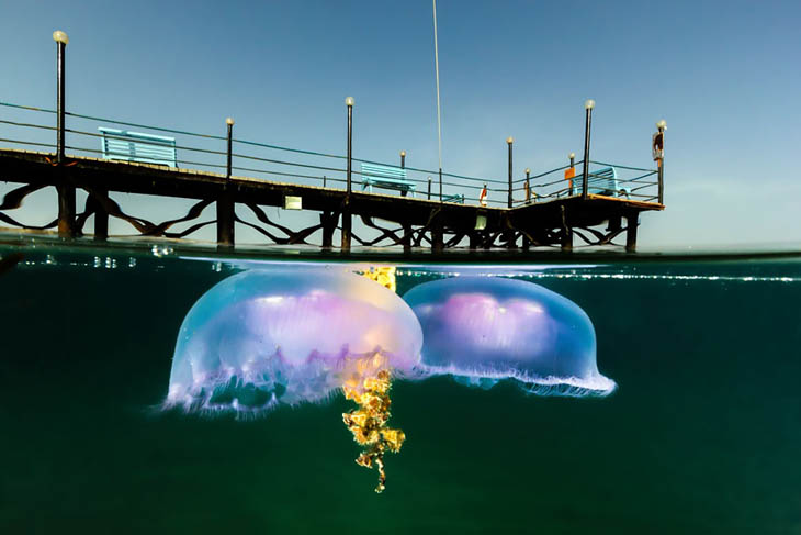 Two Moon Jellies Drifting In Shallow Water