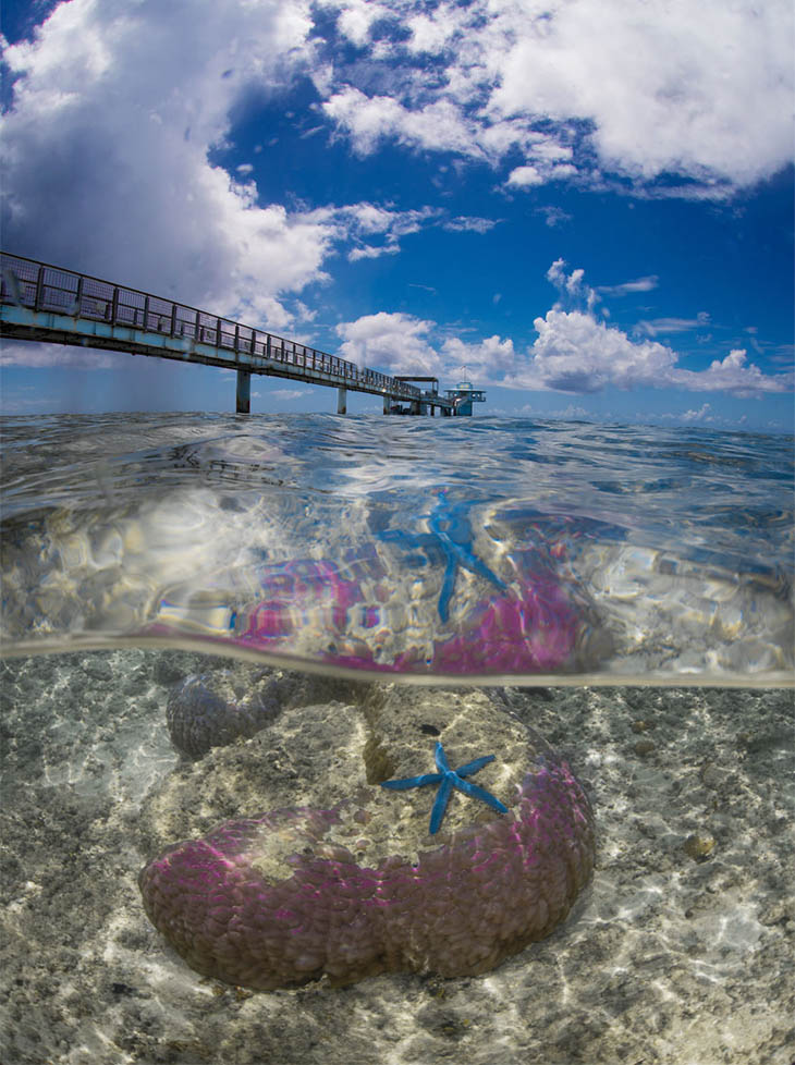 Underwater Starfish