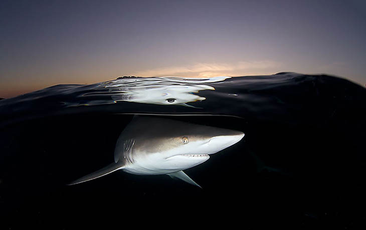 Shark Underwater