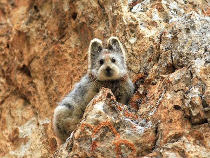 Rare 'Ili Pika rabbit has been photographed for the first time in 20 years.