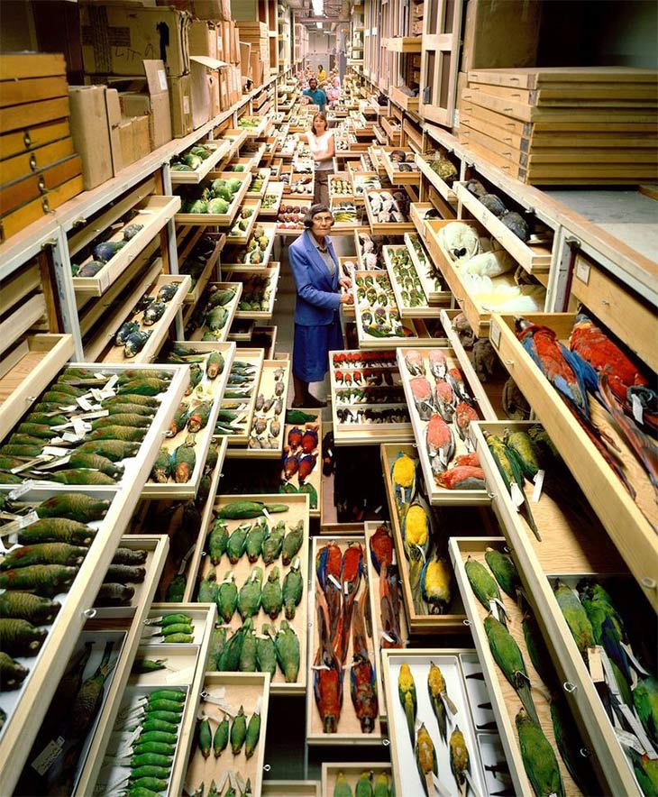 Inside the specimen collections of the Smithsonian's Museum of Natural History