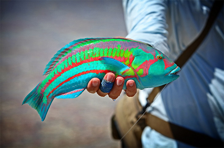 Rainbow Wrasse caught off Christmas Island