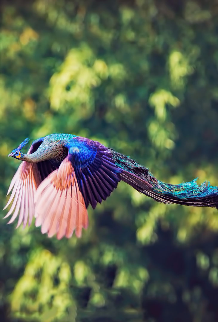 Peacock in Flight