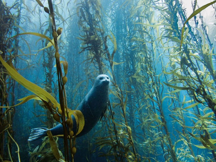 A seal amongst the weed