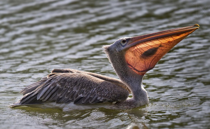 When the sun hits the pelican's beak just right...