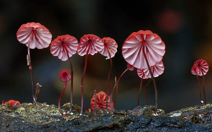 Marasmius haematocephalus