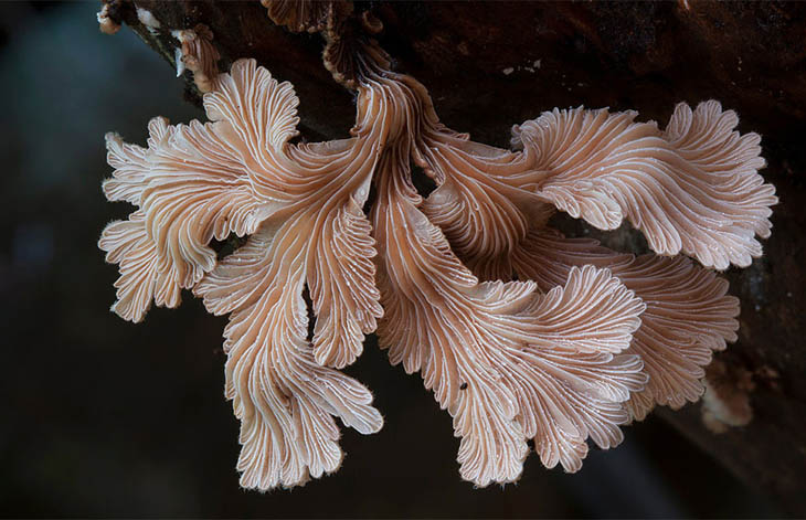 Schizophyllum commune