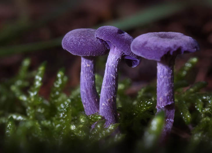 Amethyst deceiver