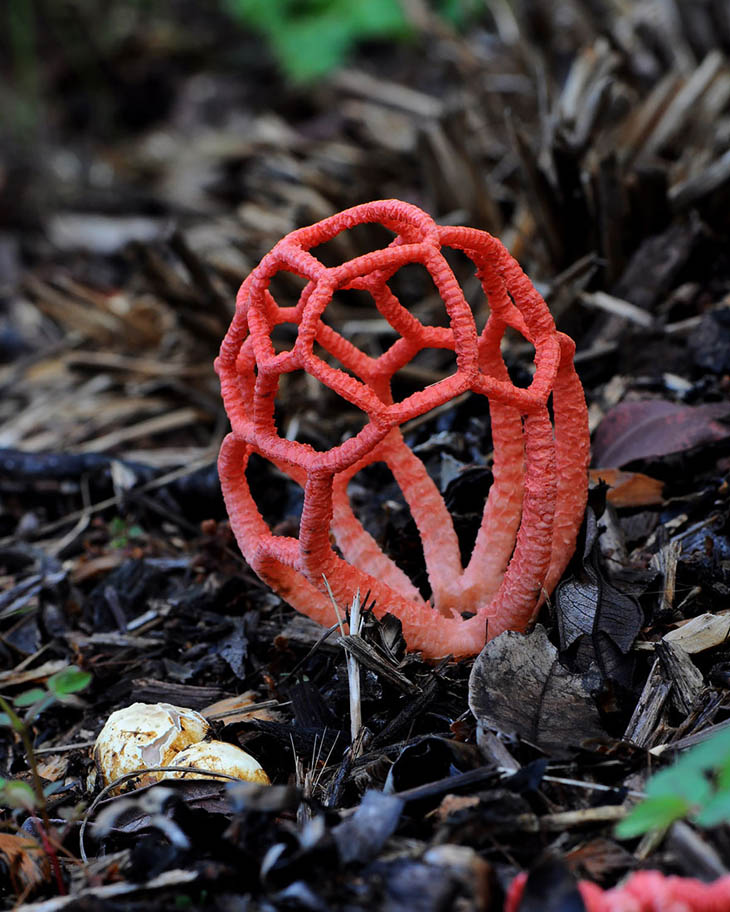 Clathrus ruber