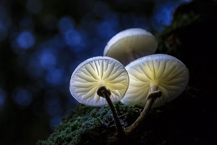 Porcelain fungus