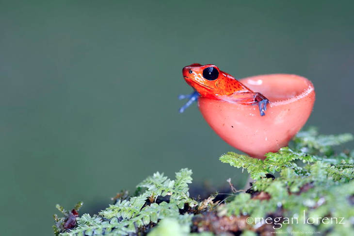 Cup fungus