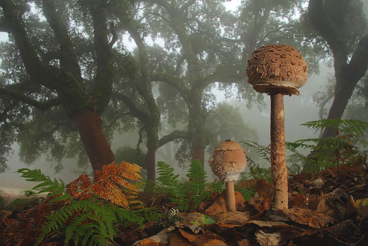 Lepiota