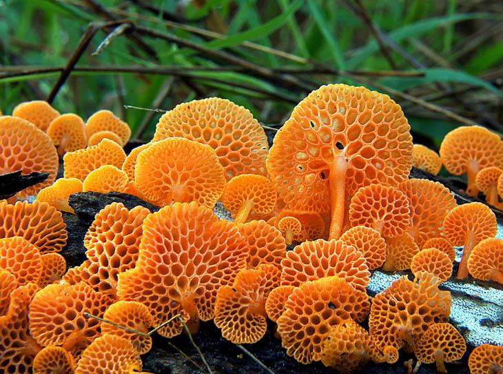 Favolaschia calocera