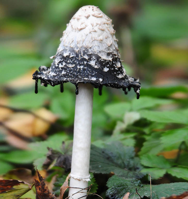 Coprinus comatus