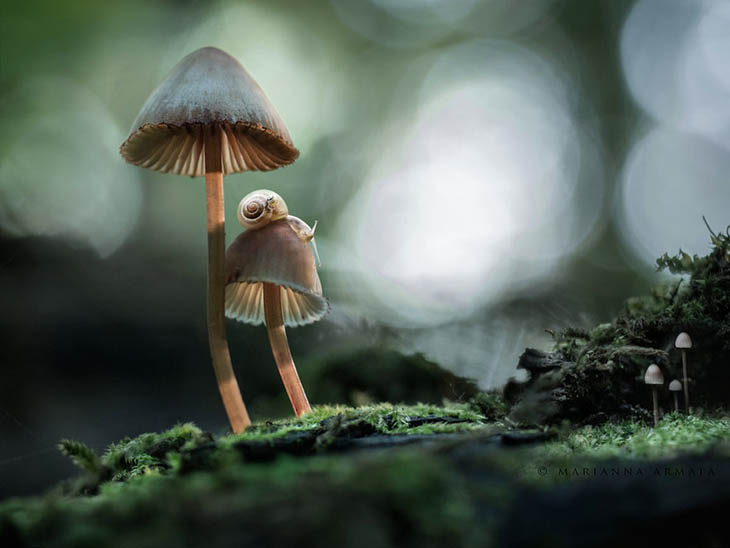 Mushrooms With A Snail