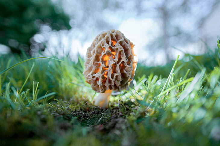 Morchella esculenta