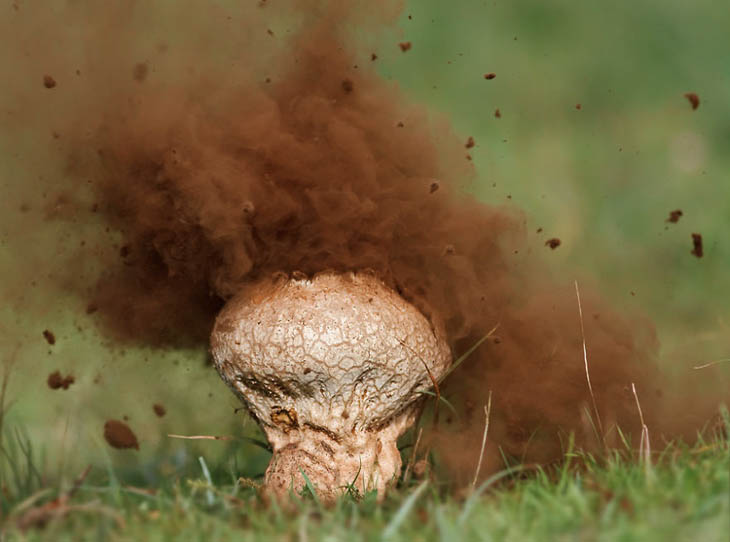 Puffball mushroom