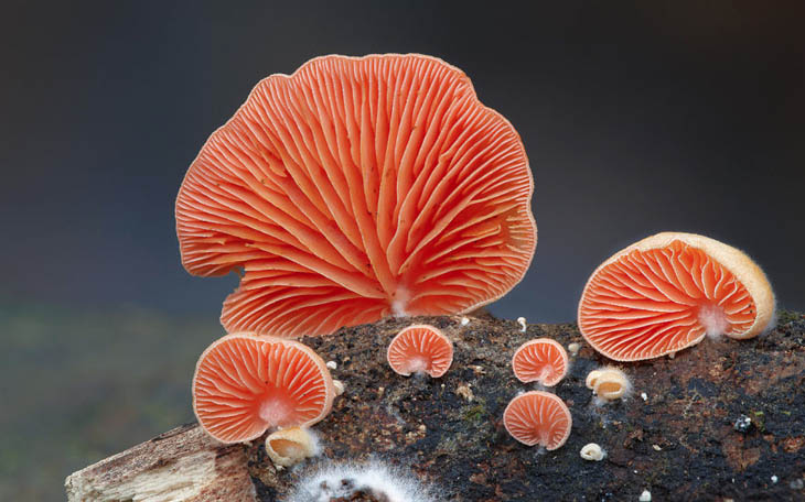 Crepidotus