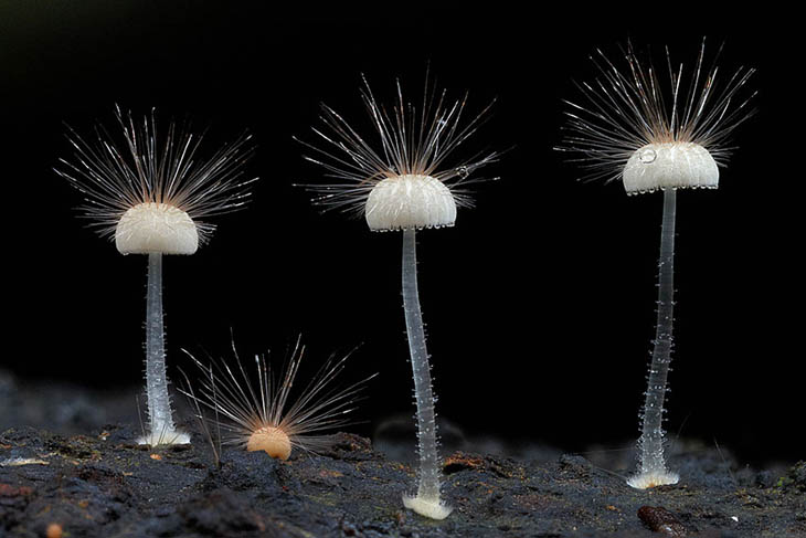 Hairy mycena