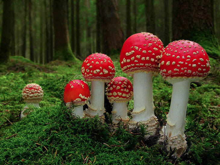 Amanita muscaria