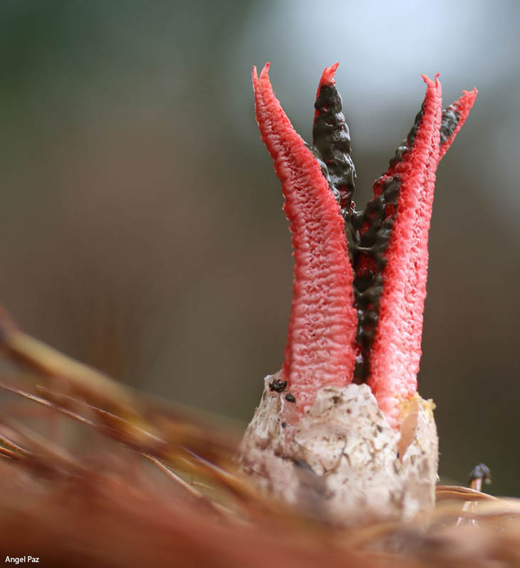 Clathrus archeri