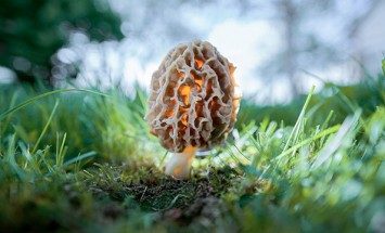 31 Photos Give Us A Peek Into The Mysterious World of Mushrooms.