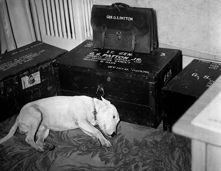 General George S. Patton’s dog on the day of Patton’s death on December 21st, 1945