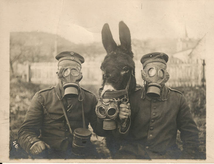 Two German soldiers and their mule wearing gas masks in WWI, 1916