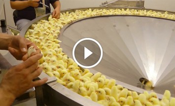 This Will Disgust You The Next Time You Eat Chicken Meat In McDonald’s.