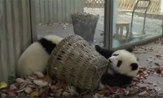 We All Know Cats Love Boxes, But Do You Know What Panda Loves More Than Sleeping?