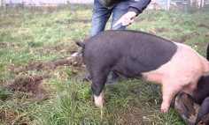 How To Straighten A Pigs Tail? You Can’t Stop Laughing After This!