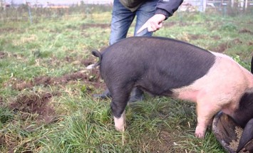 How To Straighten A Pigs Tail? You Can’t Stop Laughing After This!