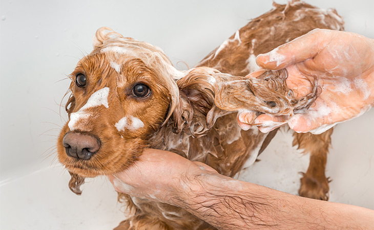 Pet Shampoo