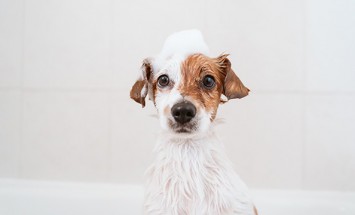 5 Tips For Buying Pet Shampoo That Will Improve Their Coat