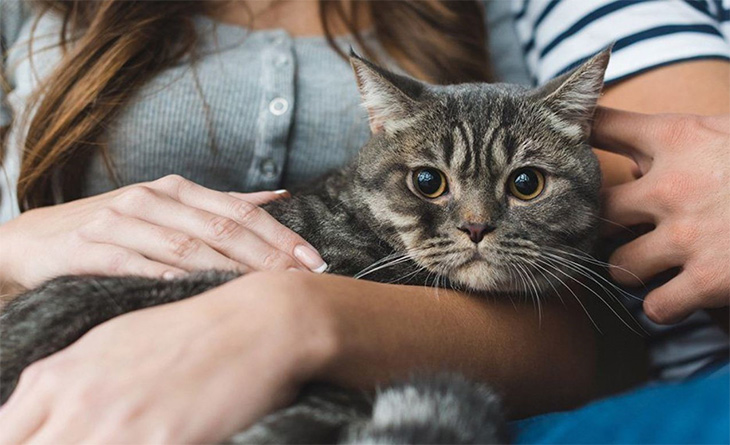 Treats To Your Cat