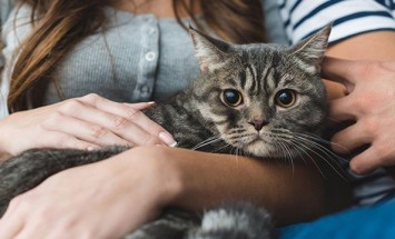 Giving CBD Treats To Your Cat: How To Determine The Right Dosage